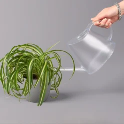 Grünlilie 'Bonnie', Topf-Ø 12 Cm, Höhe Ca. 20 Cm, 3er-Set 12 Grünlilie 'Bonnie', Topf-Ø 12 Cm, Höhe Ca. 20 Cm, 3er-Set -Fiskar Garten Geschaft 0220108272 Chlorophytum Comosum Bonnie 3er Set 12 cm WS 52