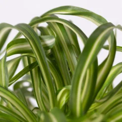 Grünlilie 'Bonnie', Topf-Ø 12 Cm, Höhe Ca. 20 Cm, 3er-Set 13 Grünlilie 'Bonnie', Topf-Ø 12 Cm, Höhe Ca. 20 Cm, 3er-Set -Fiskar Garten Geschaft 0220108272 Chlorophytum Comosum Bonnie 3er Set 12 cm WS 72