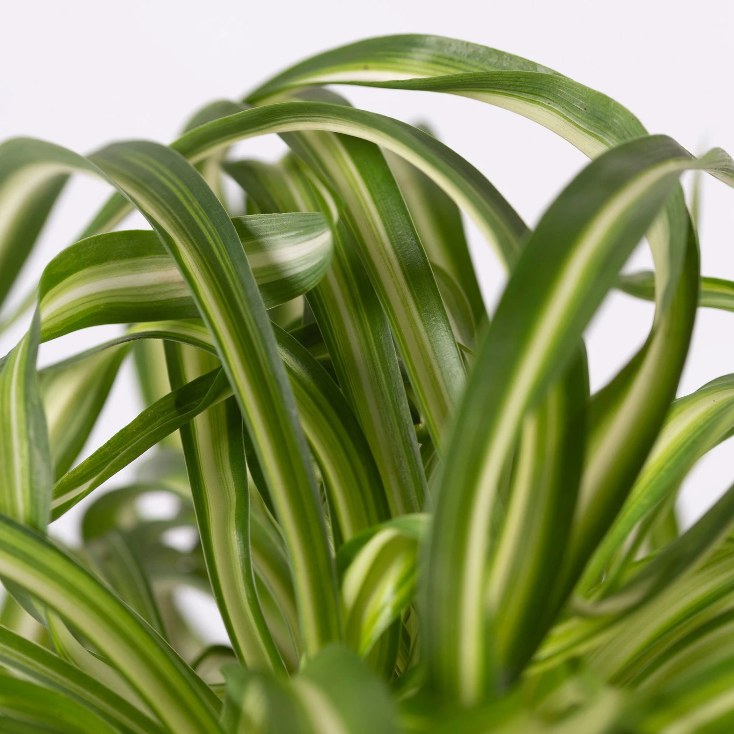 Grünlilie 'Bonnie', Topf-Ø 12 Cm, Höhe Ca. 20 Cm, 3er-Set 6 Grünlilie 'Bonnie', Topf-Ø 12 Cm, Höhe Ca. 20 Cm, 3er-Set – Bild 6