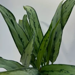 Aglaonema 'Cutlass', Mit Übertopf Dallas Weiß, Topf-Ø 12 Cm -Fiskar Garten Geschaft 0220108452 T12 0220108593 Aglaonema Cutlass Dallas weiss 14cm 3 125633