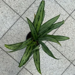 Aglaonema 'Cutlass', Mit Übertopf Dallas Weiß, Topf-Ø 12 Cm -Fiskar Garten Geschaft 0220108452 T12 0220108593 Aglaonema Cutlass Dallas weiss 14cm 4 125631