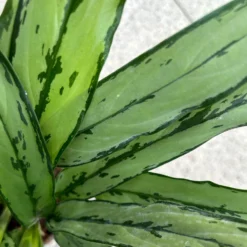 Aglaonema 'Cutlass', Mit Übertopf Dallas Weiß, Topf-Ø 12 Cm -Fiskar Garten Geschaft 0220108452 T12 0220108593 Aglaonema Cutlass Dallas weiss 14cm 6 125634