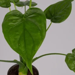 Alocasia 'Cucullata', Topf-Ø 17 Cm, Höhe Ca. 65 Cm 9 Alocasia 'Cucullata', Topf-Ø 17 Cm, Höhe Ca. 65 Cm -Fiskar Garten Geschaft 0220110083 Alocasia Cucullata 1
