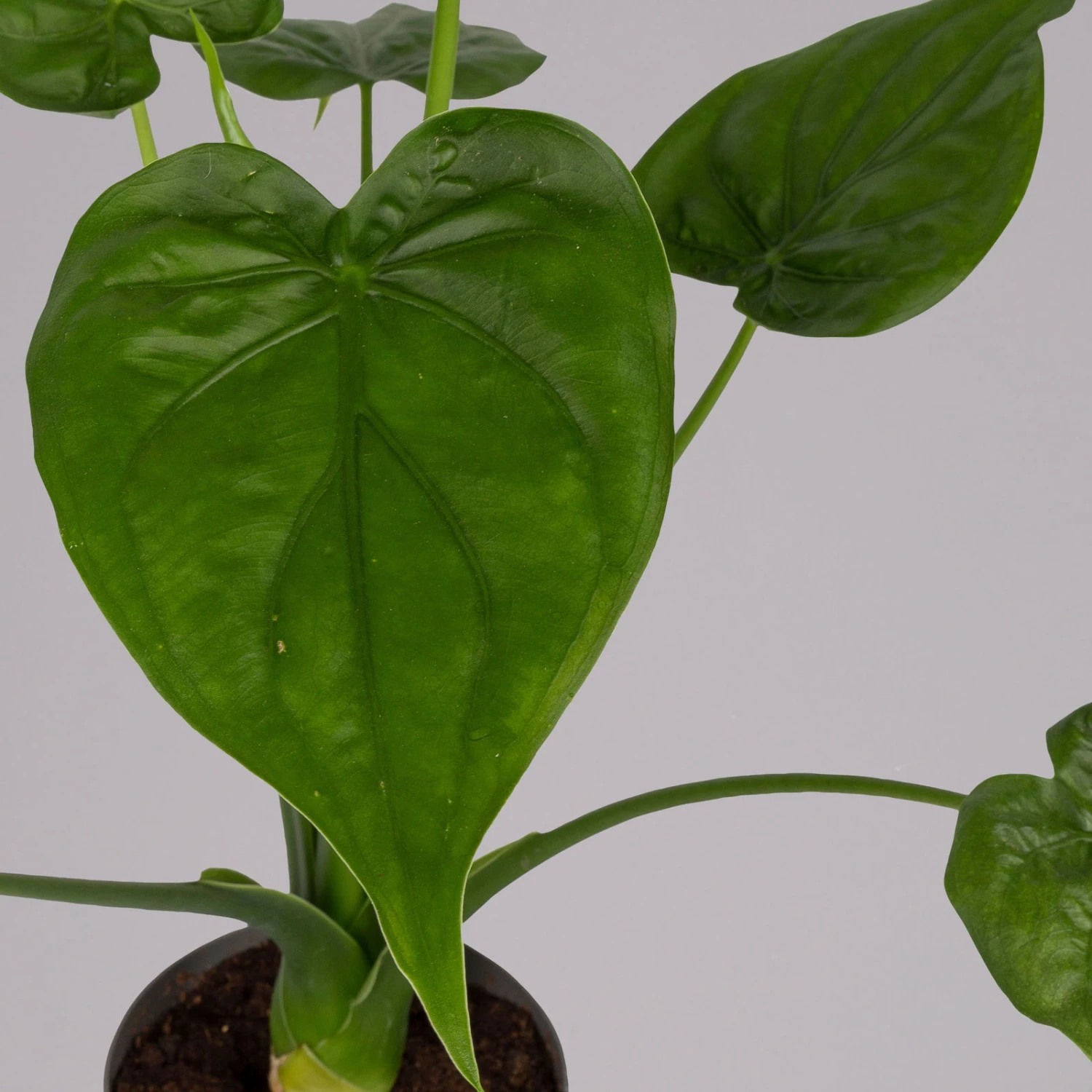 Alocasia 'Cucullata', Topf-Ø 17 Cm, Höhe Ca. 65 Cm 4 Alocasia 'Cucullata', Topf-Ø 17 Cm, Höhe Ca. 65 Cm – Bild 4
