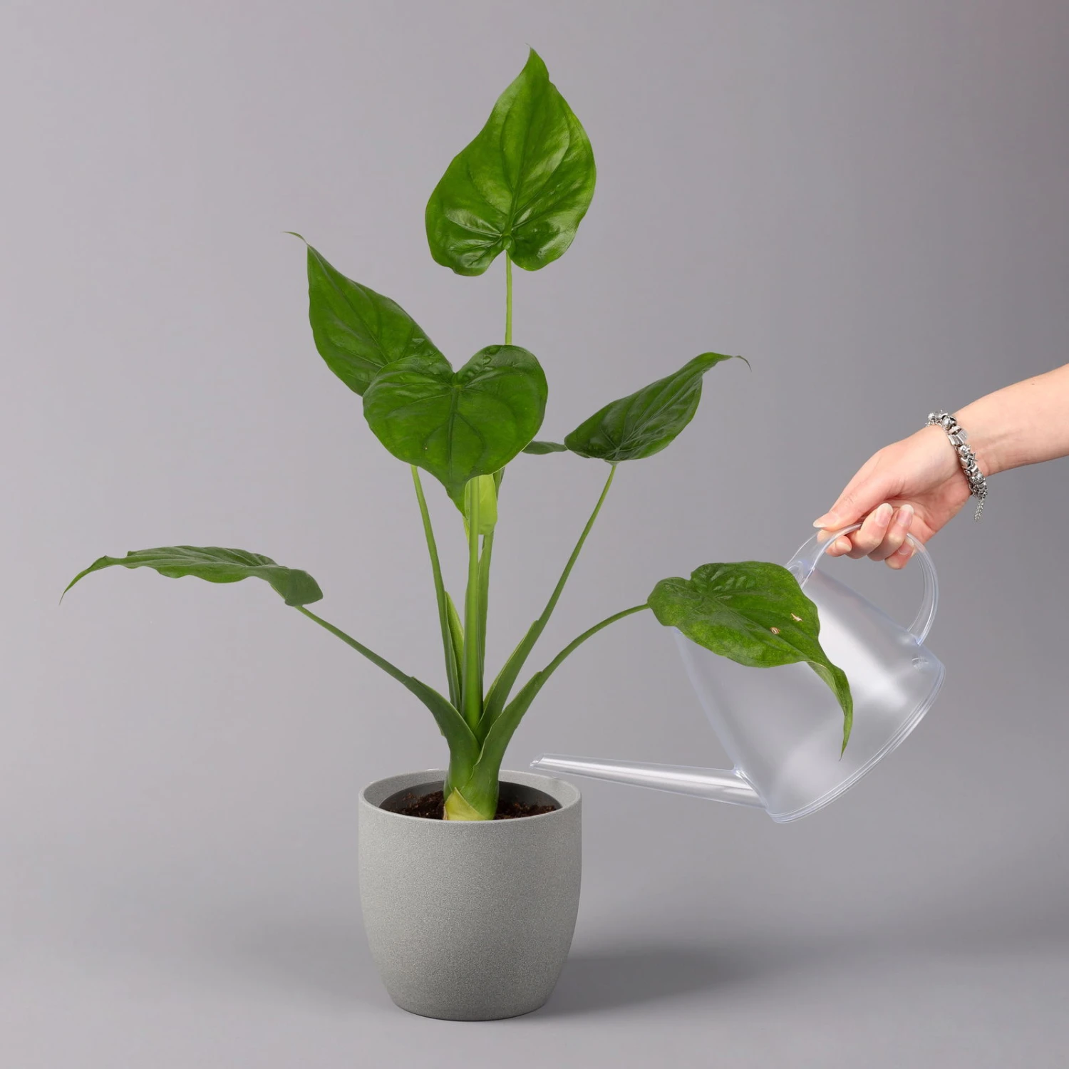 Alocasia 'Cucullata', Topf-Ø 17 Cm, Höhe Ca. 65 Cm 1 Alocasia 'Cucullata', Topf-Ø 17 Cm, Höhe Ca. 65 Cm