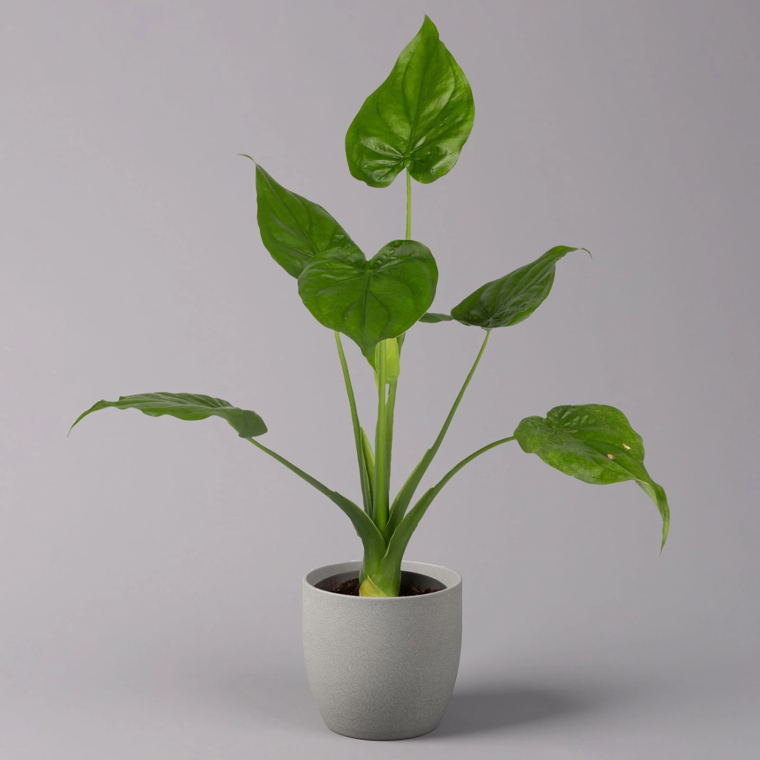 Alocasia 'Cucullata', Topf-Ø 17 Cm, Höhe Ca. 65 Cm 2 Alocasia 'Cucullata', Topf-Ø 17 Cm, Höhe Ca. 65 Cm – Bild 2