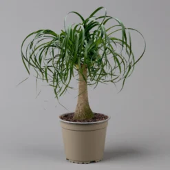 Elefantenfuß 'Mayapalme', Topf-Ø 19 Cm, Höhe Ca. 50 Cm -Fiskar Garten Geschaft 0220120057 Beaucarnea Mayapalme ST 19cmT H60cm 2 126958