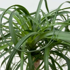 Elefantenfuß 'Mayapalme', Topf-Ø 19 Cm, Höhe Ca. 50 Cm -Fiskar Garten Geschaft 0220120057 Beaucarnea Mayapalme ST 19cmT H60cm 6 126550