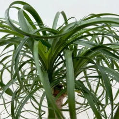 Elefantenfuß 'Mayapalme', Topf-Ø 19 Cm, Höhe Ca. 50 Cm -Fiskar Garten Geschaft 0220120057 Beaucarnea Mayapalme ST 19cmT H60cm 7 126549