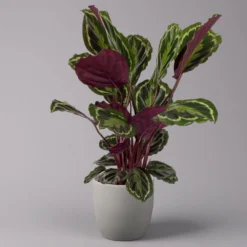 Calathea 'Medallion', Topf-Ø 19 Cm, Höhe Ca. 85 Cm