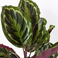 Calathea 'Medallion', Topf-Ø 19 Cm, Höhe Ca. 85 Cm -Fiskar Garten Geschaft 0220160008 Calathea Medaillon 19cm 4 109550