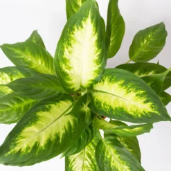 Dieffenbachie 'Camilla' , Topf-Ø17cm, Höhe Ca. 50-60 Cm -Fiskar Garten Geschaft 0220170048 Dieffenbachia Camilla 17 cm 22