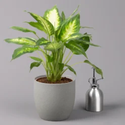 Dieffenbachie 'Camilla' , Topf-Ø17cm, Höhe Ca. 50-60 Cm -Fiskar Garten Geschaft 0220170048 Dieffenbachia Camilla 17cm 32