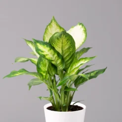 Dieffenbachie 'Camilla' Mit Keramiktopf Dallas Weiß, Topf-Ø12cm, 3er-Set -Fiskar Garten Geschaft 0220170075 Dieffenbachia Camilla Dallas weiss 2