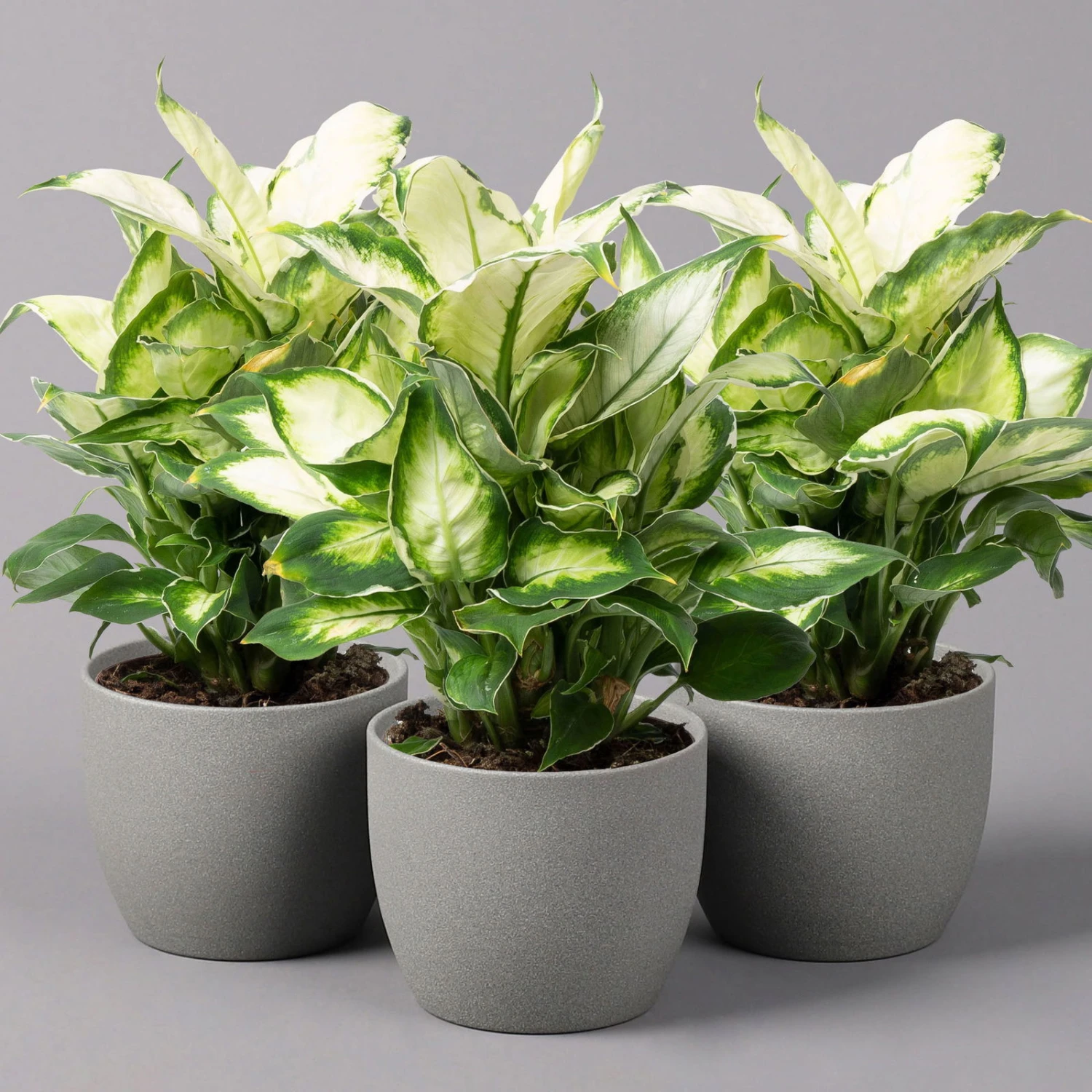 Dieffenbachie 'Cool Beauty', Topf-Ø12cm, Höhe Ca. 25 Cm, 3er-Set 1 Dieffenbachie 'Cool Beauty', Topf-Ø12cm, Höhe Ca. 25 Cm, 3er-Set