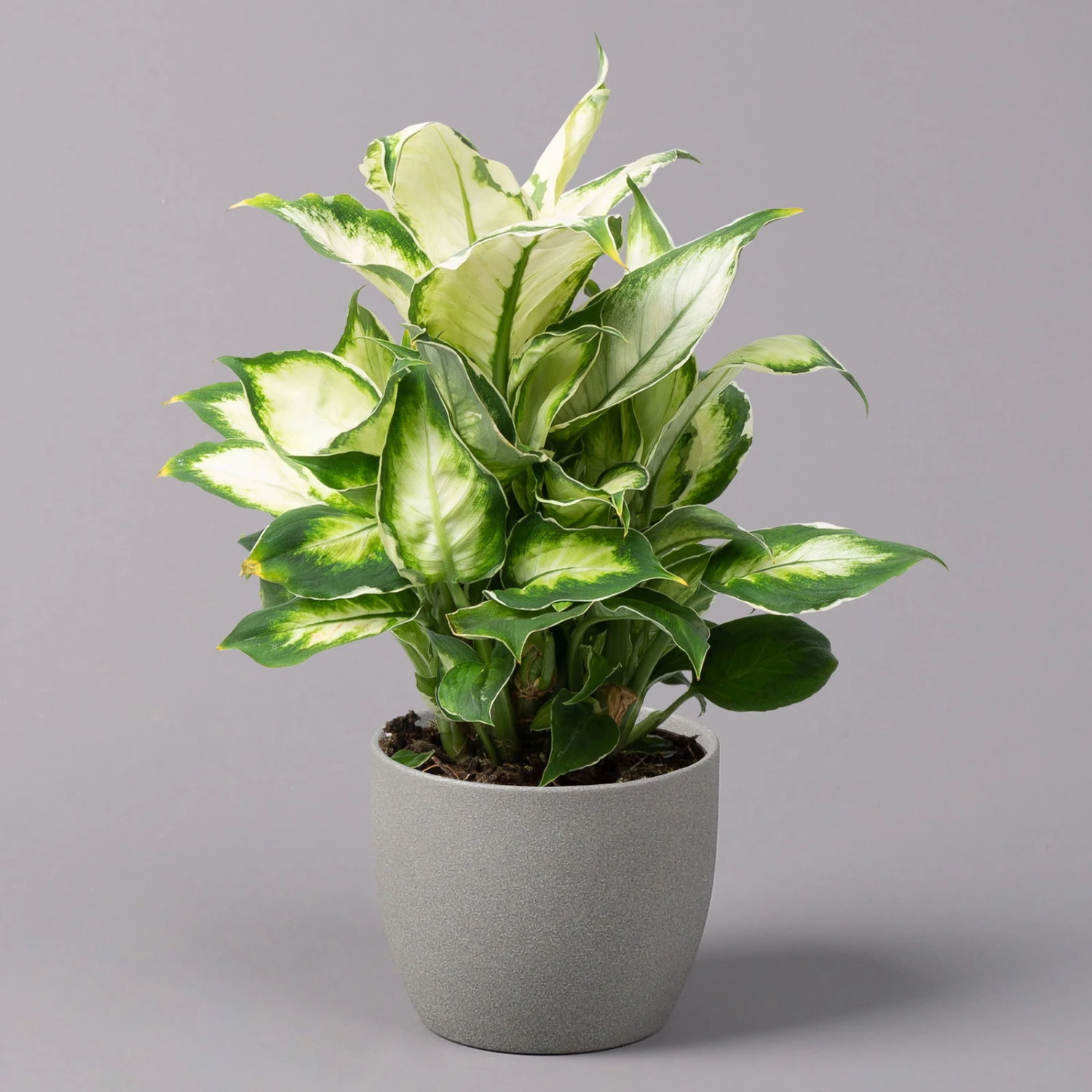 Dieffenbachie 'Cool Beauty', Topf-Ø12cm, Höhe Ca. 25 Cm, 3er-Set 2 Dieffenbachie 'Cool Beauty', Topf-Ø12cm, Höhe Ca. 25 Cm, 3er-Set – Bild 2