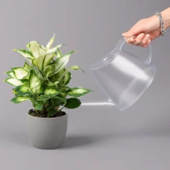 Dieffenbachie 'Cool Beauty', Topf-Ø12cm, Höhe Ca. 25 Cm, 3er-Set 10 Dieffenbachie 'Cool Beauty', Topf-Ø12cm, Höhe Ca. 25 Cm, 3er-Set -Fiskar Garten Geschaft 0220170094 Dieffenbachia Cool Beauty 3er Set 42