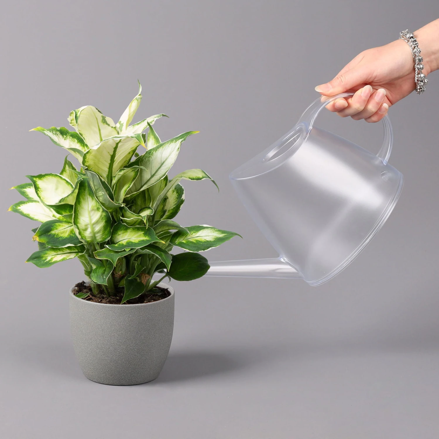 Dieffenbachie 'Cool Beauty', Topf-Ø12cm, Höhe Ca. 25 Cm, 3er-Set 4 Dieffenbachie 'Cool Beauty', Topf-Ø12cm, Höhe Ca. 25 Cm, 3er-Set – Bild 4