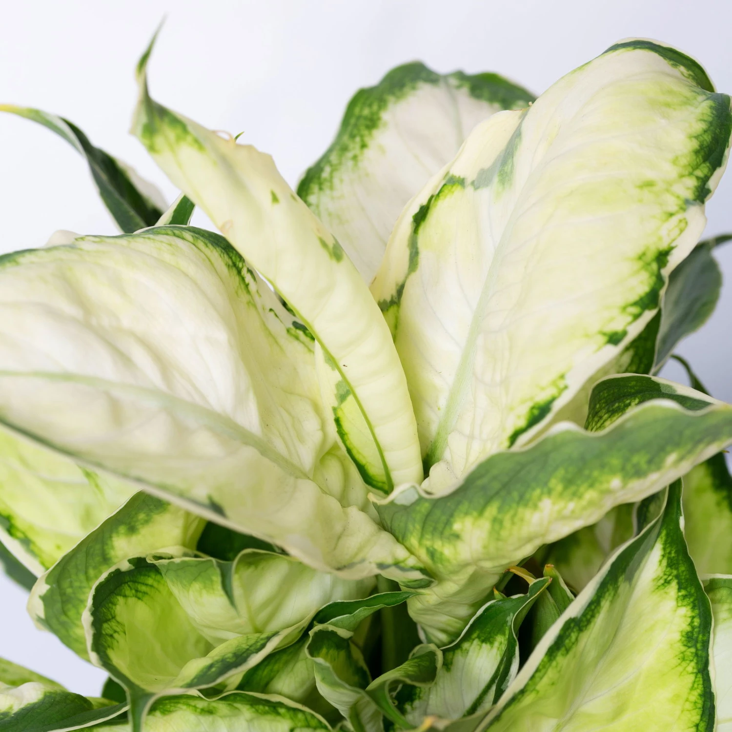 Dieffenbachie 'Cool Beauty', Topf-Ø12cm, Höhe Ca. 25 Cm, 3er-Set 5 Dieffenbachie 'Cool Beauty', Topf-Ø12cm, Höhe Ca. 25 Cm, 3er-Set – Bild 5