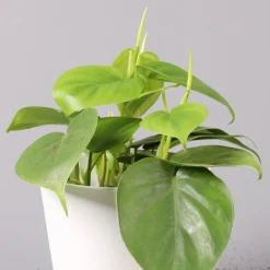 Philodendron Scandens In Keramiktopf Weiß, Topf-Ø 12 Cm, Höhe Ca. 20 Cm, 2er-Set -Fiskar Garten Geschaft 0220180194 Philo scandens inkl Topf Dallas weiss 32
