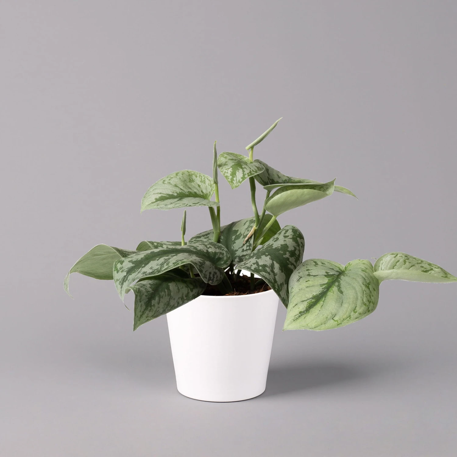Scindapsus Pictus 'Trebie' In Keramiktopf Dallas Weiß, Topf-Ø 12 Cm 1 Scindapsus Pictus 'Trebie' In Keramiktopf Dallas Weiß, Topf-Ø 12 Cm