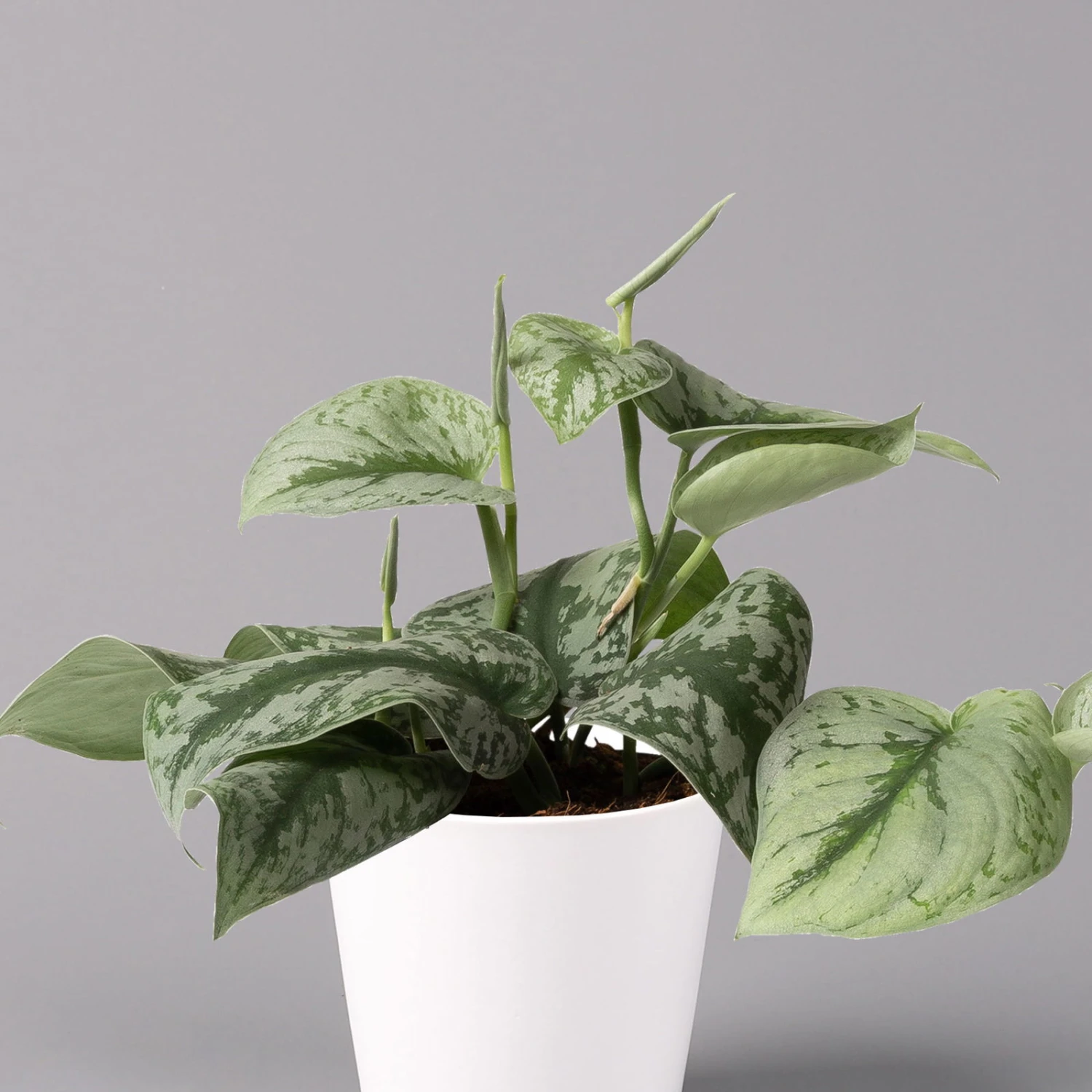 Scindapsus Pictus 'Trebie' In Keramiktopf Dallas Weiß, Topf-Ø 12 Cm 2 Scindapsus Pictus 'Trebie' In Keramiktopf Dallas Weiß, Topf-Ø 12 Cm – Bild 2