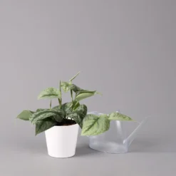 Scindapsus Pictus 'Trebie' In Keramiktopf Dallas Weiß, Topf-Ø 12 Cm 9 Scindapsus Pictus 'Trebie' In Keramiktopf Dallas Weiß, Topf-Ø 12 Cm -Fiskar Garten Geschaft 0220180202 Scindapsus pictus Trebie mit Dallas weiss 12cm WS 3