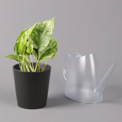 Efeutute 'Marble Queen' Inkl. Topf Dallas Anthrazit, Topf-Ø 12 Cm, Höhe Ca. 15cm -Fiskar Garten Geschaft 0220180206 Epipr Marble Queen Topf Dallas anthrazit 3