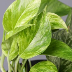 Efeutute 'Marble Queen' Inkl. Übertopf Vibes Gelb, Topf-Ø 12 Cm, Höhe Ca. 15 Cm -Fiskar Garten Geschaft 0220180206 Epipr Marble Queen Topf Dallas anthrazit 43