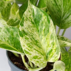 Efeutute 'Marble Queen' Inkl. Übertopf Vibes Gelb, Topf-Ø 12 Cm, Höhe Ca. 15 Cm -Fiskar Garten Geschaft 0220180373 0220180374 0220180375 0220180376 Epipremnum Marble queen 7 124941