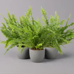 Schwertfarn 'Green Lady', Topf-Ø 12cm, Höhe Ca. 35 Cm, 3er-Set