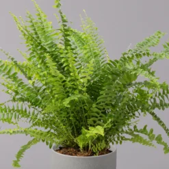 Schwertfarn 'Green Lady', Topf-Ø 12cm, Höhe Ca. 35 Cm, 3er-Set -Fiskar Garten Geschaft 0220190136 Nephrolepis exaltata Green Lady 3 107030