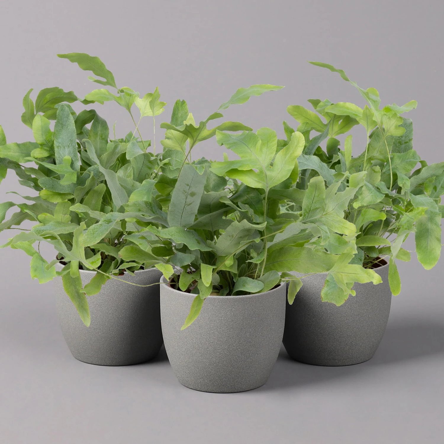 Phlebodium Aureum 'Blue Star', Topf-Ø 12 Cm, Höhe Ca. 30 Cm, 3er-Set 1 Phlebodium Aureum 'Blue Star', Topf-Ø 12 Cm, Höhe Ca. 30 Cm, 3er-Set