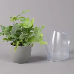 Phlebodium Aureum 'Blue Star', Topf-Ø 12 Cm, Höhe Ca. 30 Cm, 3er-Set 10 Phlebodium Aureum 'Blue Star', Topf-Ø 12 Cm, Höhe Ca. 30 Cm, 3er-Set -Fiskar Garten Geschaft 0220190146 Phlebodium aureum Blue Star 12cm 3er Set 4