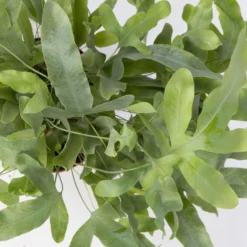 Phlebodium Aureum 'Blue Star', Topf-Ø 12 Cm, Höhe Ca. 30 Cm, 3er-Set 11 Phlebodium Aureum 'Blue Star', Topf-Ø 12 Cm, Höhe Ca. 30 Cm, 3er-Set -Fiskar Garten Geschaft 0220190146 Phlebodium aureum Blue Star 3er Set 7