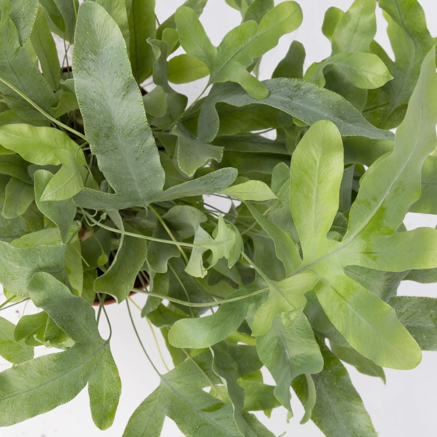 Phlebodium Aureum 'Blue Star', Topf-Ø 12 Cm, Höhe Ca. 30 Cm, 3er-Set 5 Phlebodium Aureum 'Blue Star', Topf-Ø 12 Cm, Höhe Ca. 30 Cm, 3er-Set – Bild 5