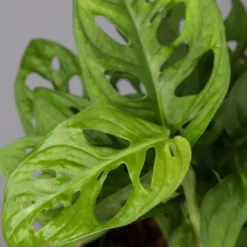 Monstera Adansonii Mit Keramiktopf Dallas Weiß, Topf-Ø 12 Cm, Höhe Ca. 25 Cm -Fiskar Garten Geschaft 0220350063 Monstera adansonii Dallas weiss 42