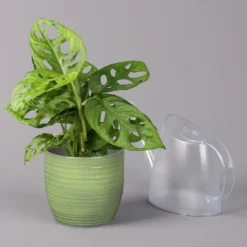 Monstera Adansonii In Keramiktopf Bergamo Grün, Topf-Ø 12 Cm, Höhe Ca. 25 Cm -Fiskar Garten Geschaft 0220350098 Monstera adans in Uebertopf Bergamo gruen 3