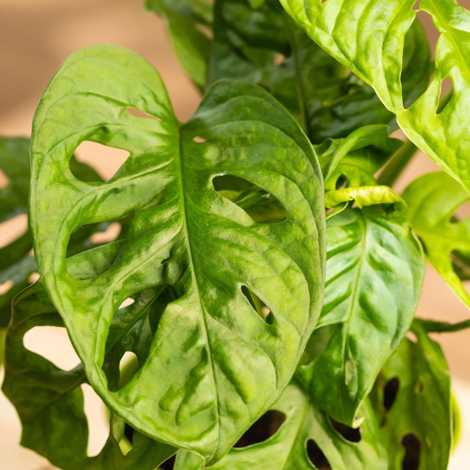 Monstera Adansonii In Übertopf Vibes Rosa, Topf-Ø 12 Cm, Höhe Ca. 25 Cm 2 Monstera Adansonii In Übertopf Vibes Rosa, Topf-Ø 12 Cm, Höhe Ca. 25 Cm – Bild 2
