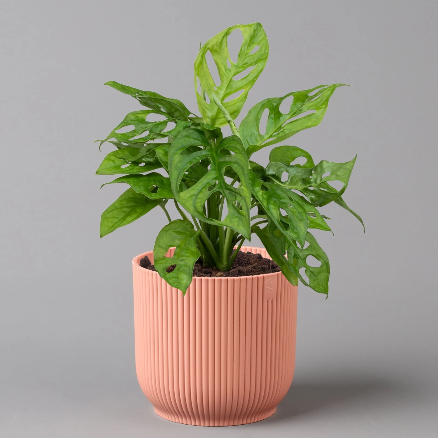 Monstera Adansonii In Übertopf Vibes Rosa, Topf-Ø 12 Cm, Höhe Ca. 25 Cm 1 Monstera Adansonii In Übertopf Vibes Rosa, Topf-Ø 12 Cm, Höhe Ca. 25 Cm