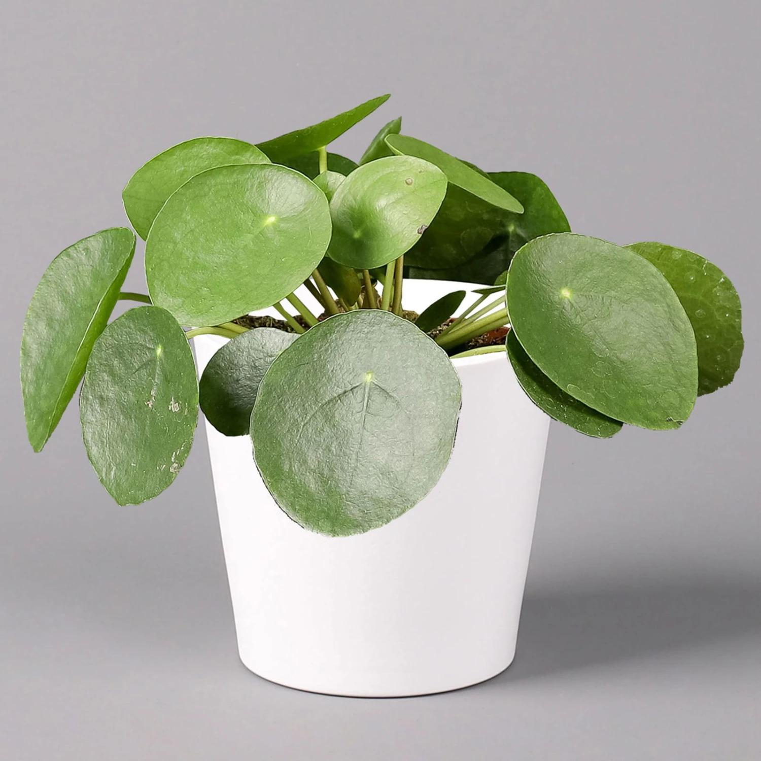 Pilea Peperomioides In Topf Dallas Weiß, Topf-Ø 12 Cm, Höhe Ca. 20 Cm, 3er-Set 2 Pilea Peperomioides In Topf Dallas Weiß, Topf-Ø 12 Cm, Höhe Ca. 20 Cm, 3er-Set – Bild 2