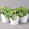 Pilea Peperomioides In Topf Dallas Weiß, Topf-Ø 12 Cm, Höhe Ca. 20 Cm, 3er-Set
