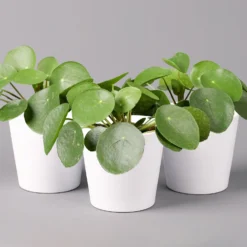 Pilea Peperomioides In Topf Dallas Weiß, Topf-Ø 12 Cm, Höhe Ca. 20 Cm, 3er-Set