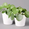 Pilea Peperomioides In Topf Dallas Weiß, Topf-Ø 12 Cm, Höhe Ca. 20 Cm, 2er-Set