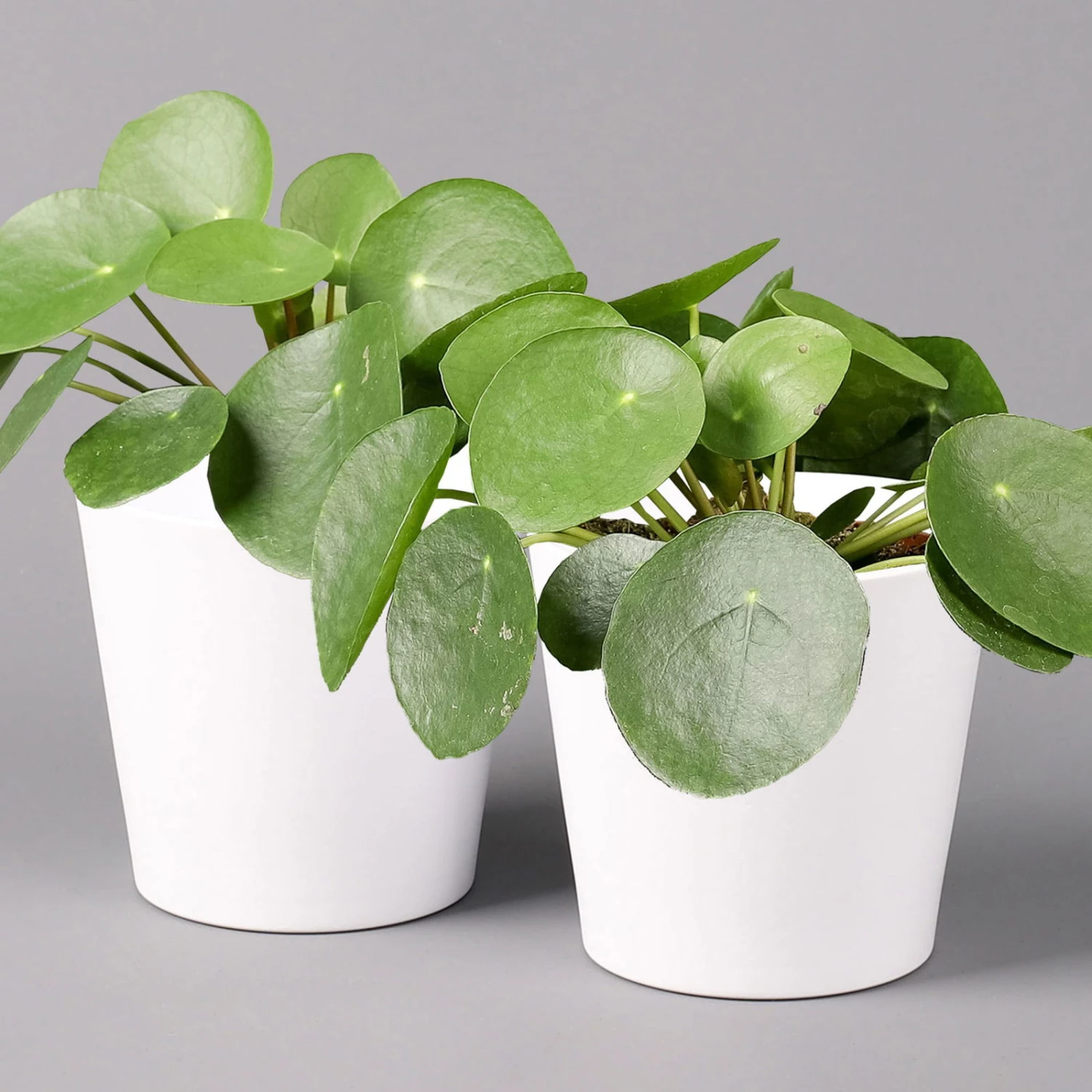 Pilea Peperomioides In Topf Dallas Weiß, Topf-Ø 12 Cm, Höhe Ca. 20 Cm, 2er-Set 1 Pilea Peperomioides In Topf Dallas Weiß, Topf-Ø 12 Cm, Höhe Ca. 20 Cm, 2er-Set