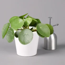 Pilea Peperomioides In Topf Dallas Weiß, Topf-Ø 12 Cm, Höhe Ca. 20 Cm, 2er-Set 11 Pilea Peperomioides In Topf Dallas Weiß, Topf-Ø 12 Cm, Höhe Ca. 20 Cm, 2er-Set -Fiskar Garten Geschaft 0220450176 Pilea peperomioides Dallas weiss 3
