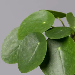 Pilea Peperomioides In Topf Dallas Weiß, Topf-Ø 12 Cm, Höhe Ca. 20 Cm, 2er-Set 12 Pilea Peperomioides In Topf Dallas Weiß, Topf-Ø 12 Cm, Höhe Ca. 20 Cm, 2er-Set -Fiskar Garten Geschaft 0220450176 Pilea peperomioides Dallas weiss 4