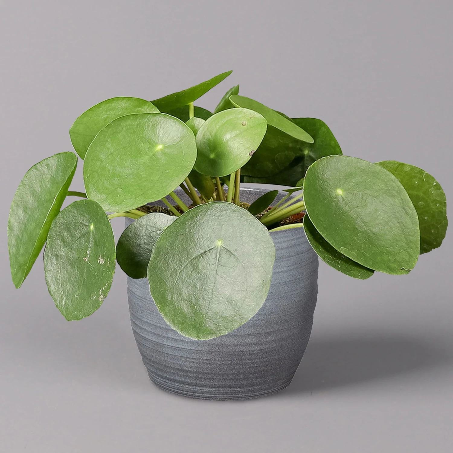 Pilea Peperomioides In Keramiktopf Bergamo Grau, Topf-Ø 12 Cm, Höhe Ca. 20 Cm 1 Pilea Peperomioides In Keramiktopf Bergamo Grau, Topf-Ø 12 Cm, Höhe Ca. 20 Cm
