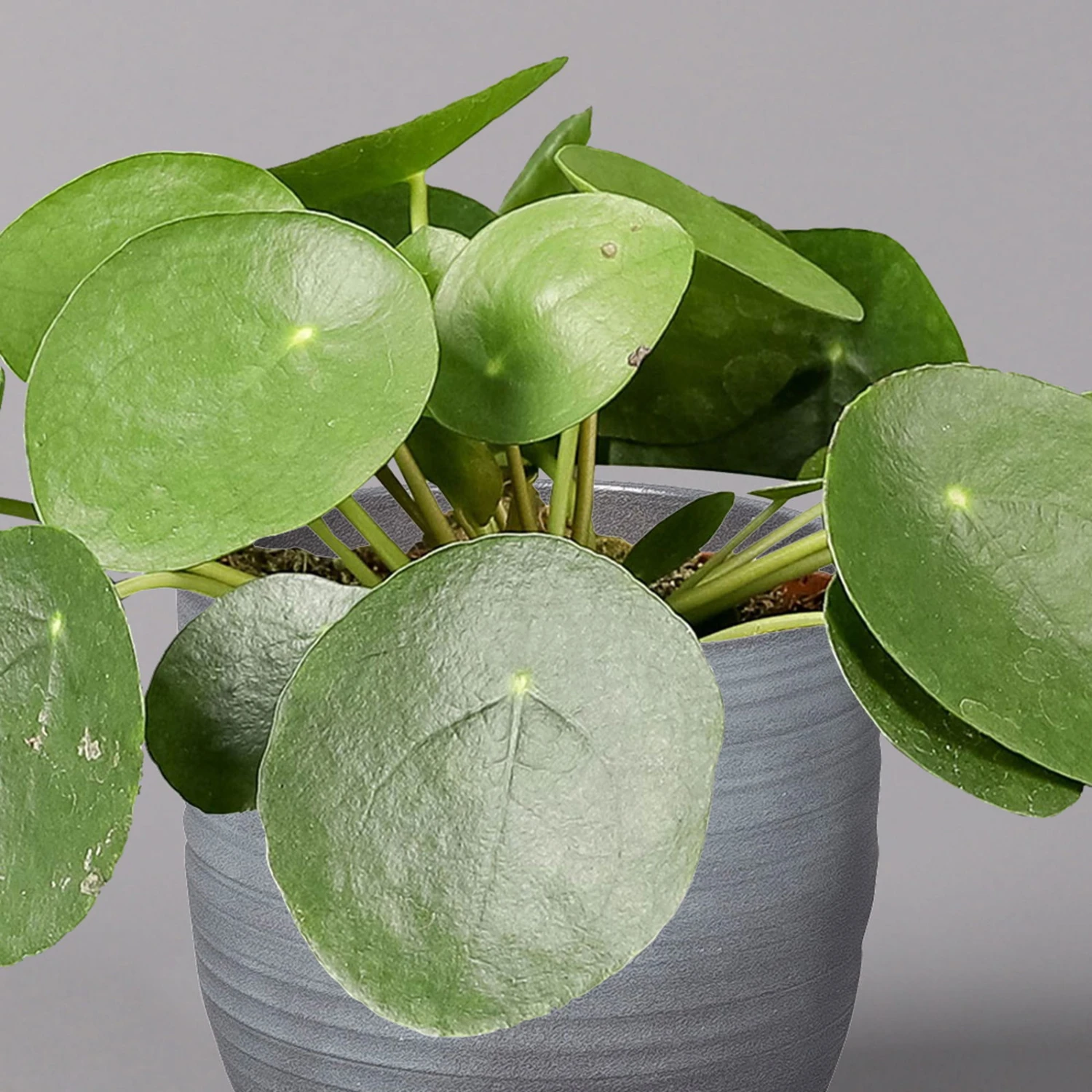 Pilea Peperomioides In Keramiktopf Bergamo Grau, Topf-Ø 12 Cm, Höhe Ca. 20 Cm 2 Pilea Peperomioides In Keramiktopf Bergamo Grau, Topf-Ø 12 Cm, Höhe Ca. 20 Cm – Bild 2