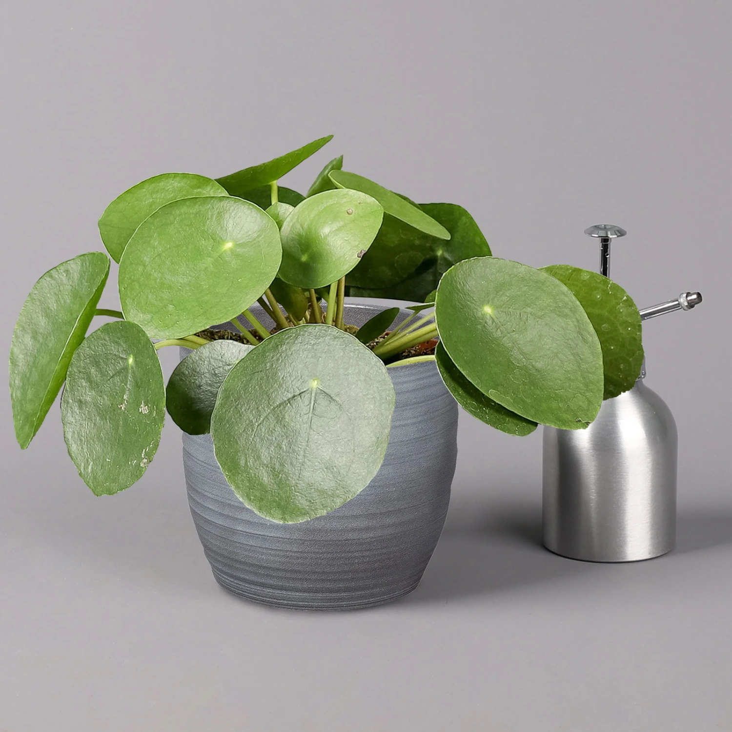 Pilea Peperomioides In Keramiktopf Bergamo Grau, Topf-Ø 12 Cm, Höhe Ca. 20 Cm 3 Pilea Peperomioides In Keramiktopf Bergamo Grau, Topf-Ø 12 Cm, Höhe Ca. 20 Cm – Bild 3